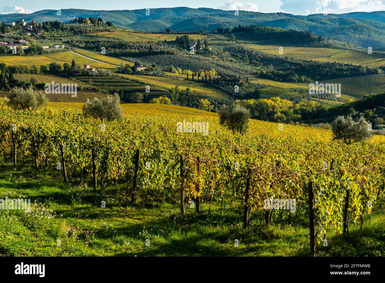 Vue sur la vallée de Panzano in Chianti, lignes de vignes à motifs, cyprès et oliviers avec fermes, Toscane, Italie, Europe Banque D'Images
