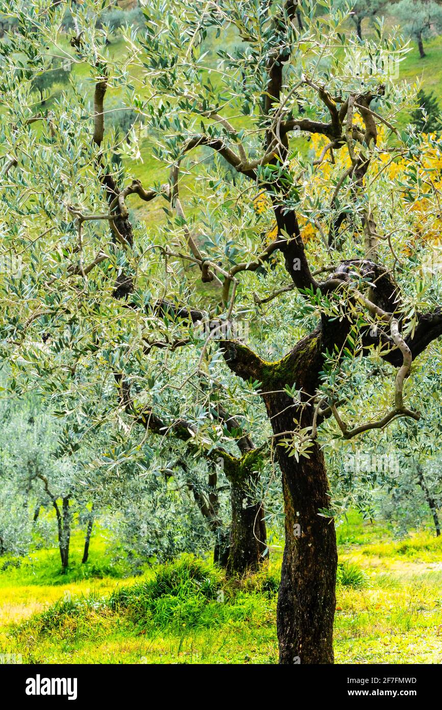 Tons clairs d'oliviers et d'herbe ensoleillées verts en automne après la pluie, Greve in Chianti, Toscane, Italie, Europe Banque D'Images