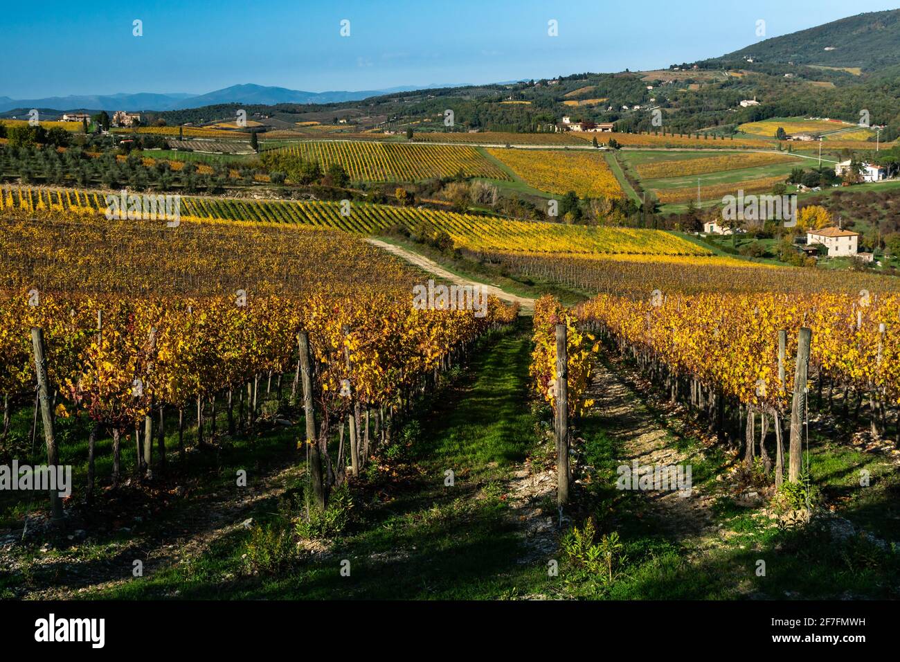 Vignes aux couleurs automnales contre un ciel spectaculaire avec des oliviers derrière, Greve in Chianti, Toscane, Italie, Europe Banque D'Images