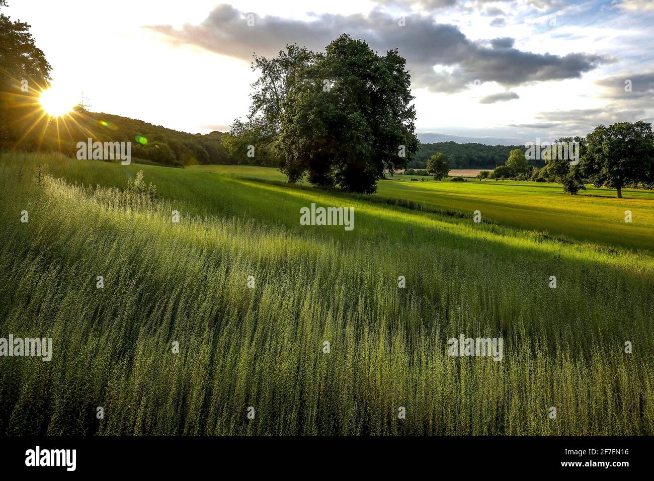 Champ de lin à Eure, France, Europe Banque D'Images