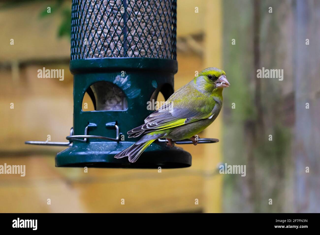 Verdfinch européen (Chloris chloris) sur un mangeoire à oiseaux de tournesol dans un jardin Chilterns, Henley-on-Thames, Oxfordshire, Angleterre, Royaume-Uni Banque D'Images