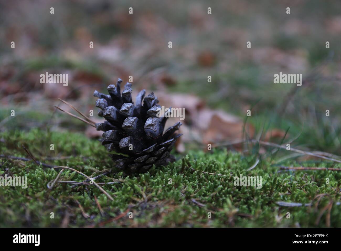 Pinecone sur l'herbe verte Banque D'Images