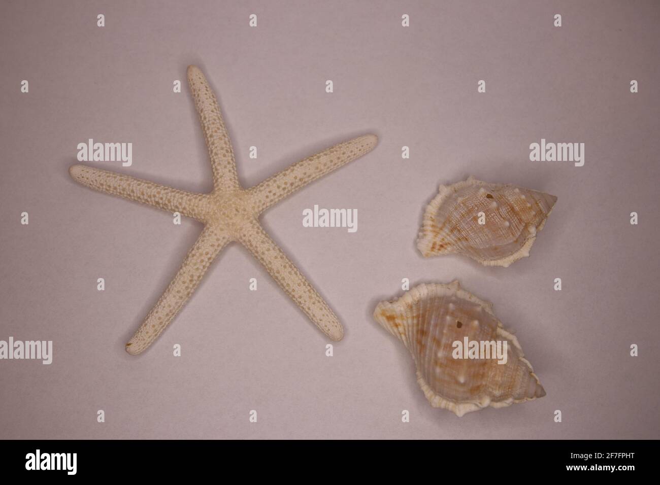 Étoiles de mer et coquillages sur fond blanc Banque D'Images