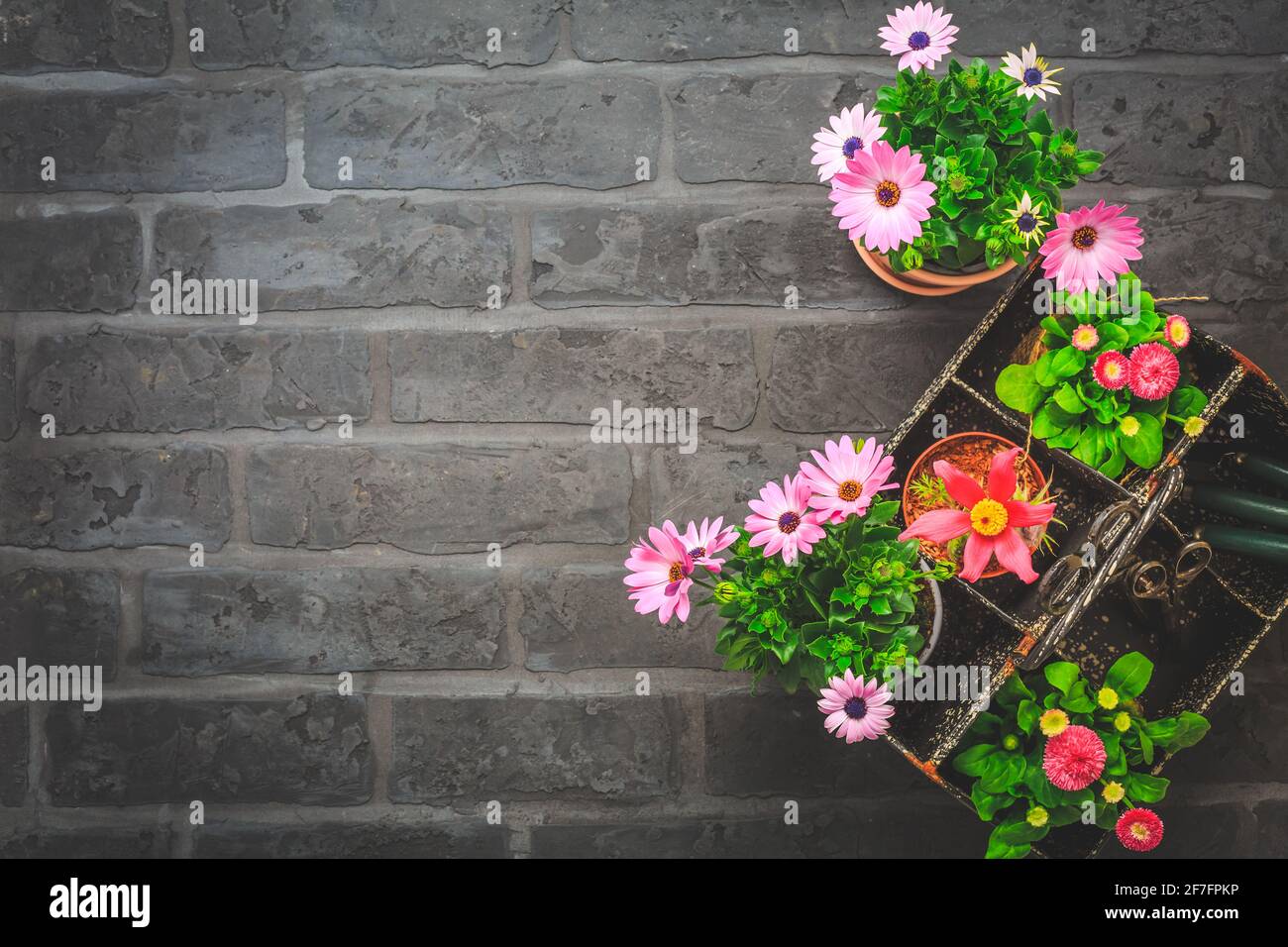 Boîte à outils avec fleurs de printemps en pot, outils de jardinage sur fond de pierre noire - jardinage et concept de printemps, plantation de fleurs Banque D'Images