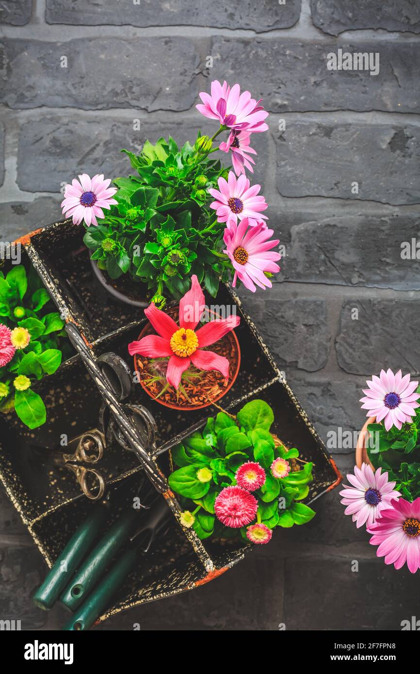 Boîte à outils avec fleurs de printemps en pot, outils de jardinage sur fond de pierre noire - jardinage et concept de printemps, plantation de fleurs Banque D'Images