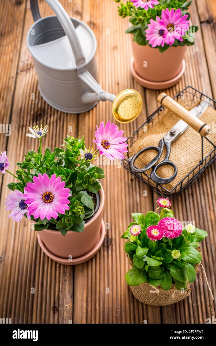 Fleurs de printemps et plantes dans les pots de fleurs avec outils de jardinage et arrosoir sur fond de bois Banque D'Images