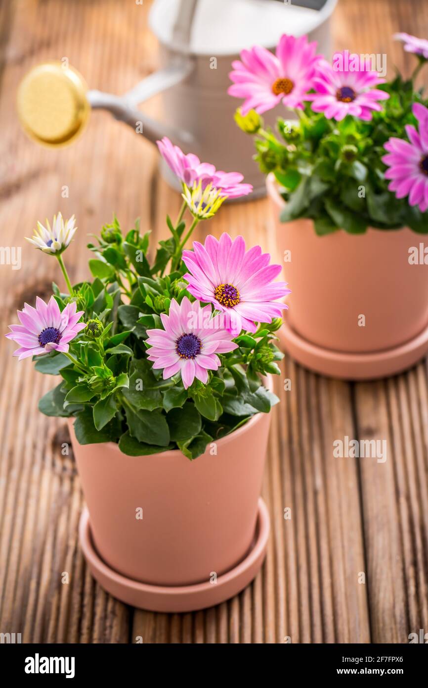 Fleurs de printemps et plantes dans les pots de fleurs avec outils de jardinage et arrosoir sur fond de bois Banque D'Images