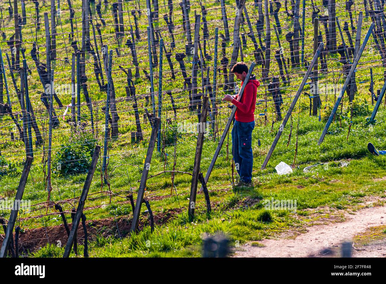 Travaux de printemps sur la vigne. Le Gutedel a un peu moins d'alcool, est considéré comme très digestible. En 1780, la cépage Gutedel a été apportée à la terre de Markgräfler par Margrave Karl-Friedrich von Baden de Vevey, sur le lac Léman. Même alors, ce raisin a eu une histoire qui a duré plusieurs millénaires. Aujourd'hui, il se développe entre les deux cathédrales de Bâle et de Fribourg. Le grand raisin produit un vin frais et mousseux Banque D'Images