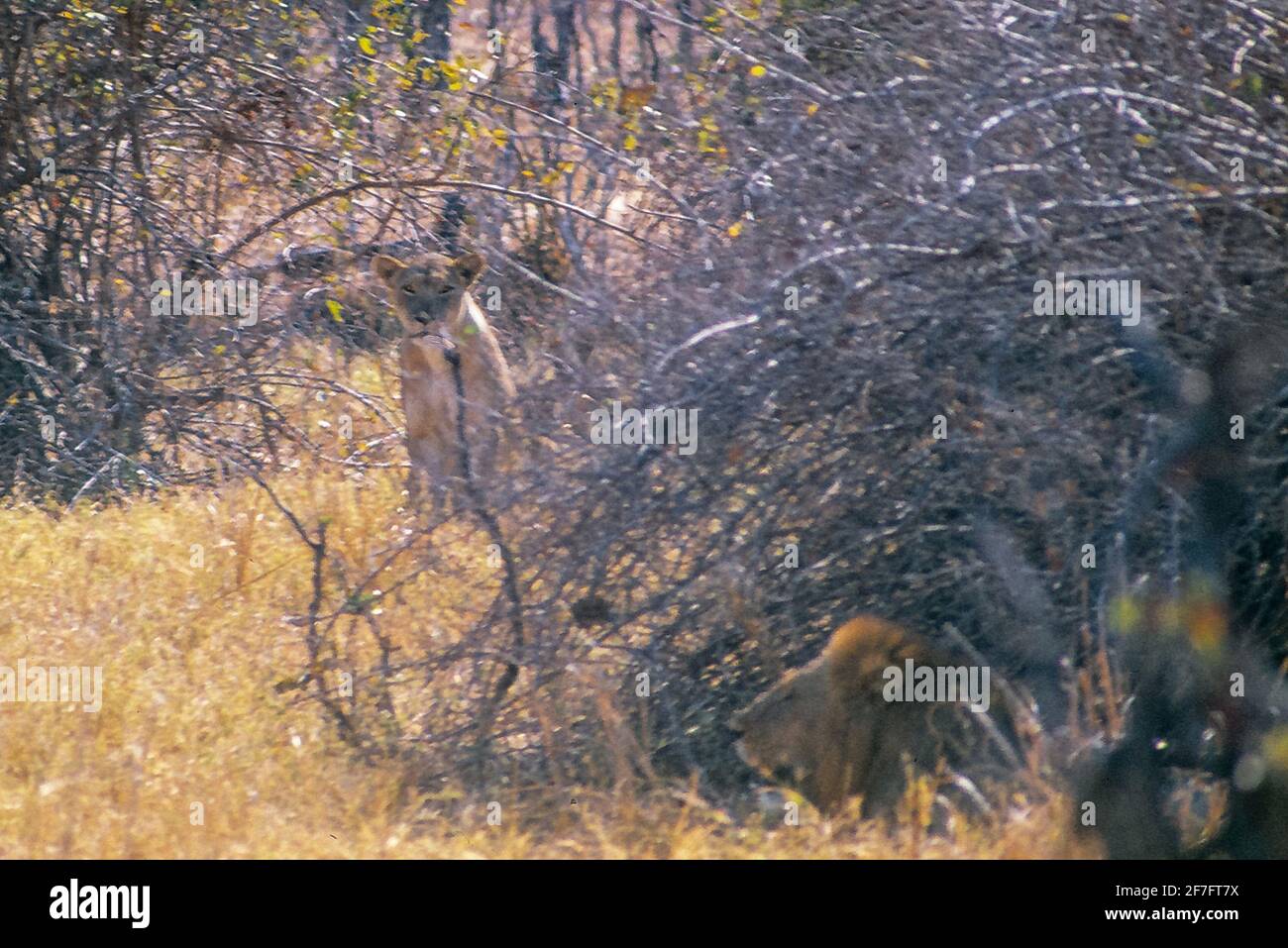 Lions dans la vallée de Luangwa. Ils sont si bien camouflés que vous ne les voyez pas jusqu'au dernier moment. Puis vous pouvez devenir leur petit déjeuner. Banque D'Images
