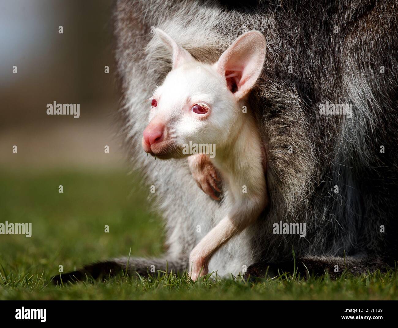 Un Rare Albinos De Bebe Wallaby Pairs Hors De Sa Poche De Mere A La Reserve D Animaux De Yorkshire Ou Le Personnel Prepare L Attraction Avant La Reouverture Au Public Le 12 Avril