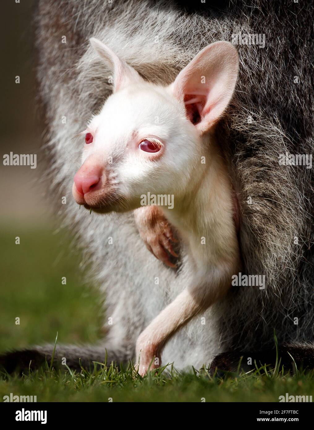Un Rare Albinos De Bebe Wallaby Pairs Hors De Sa Poche De Mere A La Reserve D Animaux De Yorkshire Ou Le Personnel Prepare L Attraction Avant La Reouverture Au Public Le 12 Avril