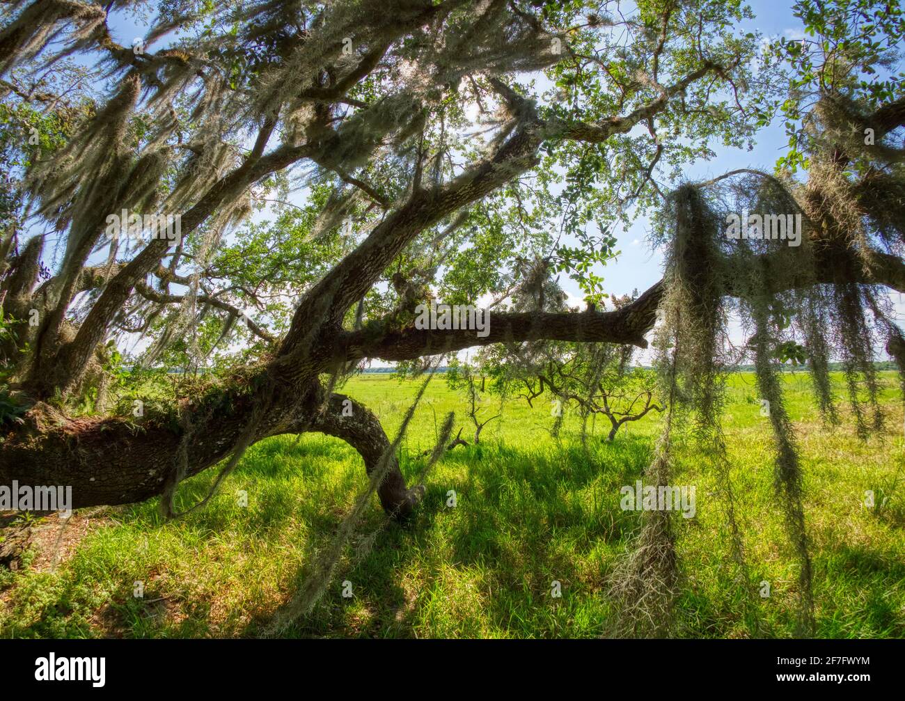 Chêne vivant avec mousse espagnole sur le champ vert Parc national de la rivière Myakka à Sarasota, Floride, États-Unis Banque D'Images