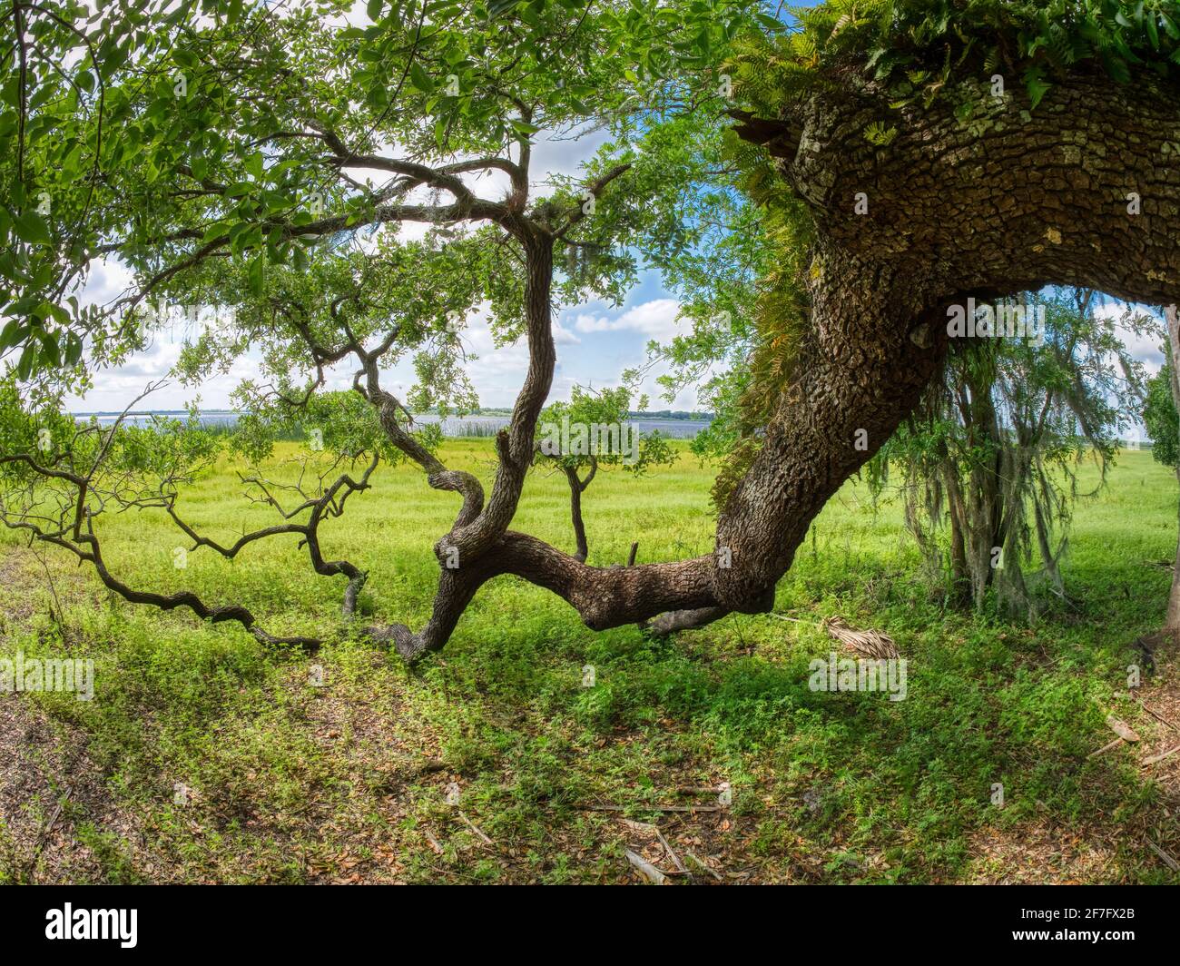 Chêne vivant surplombant un champ vert dans l'État de la rivière Myakka Parc à Sarasota Floride États-Unis Banque D'Images