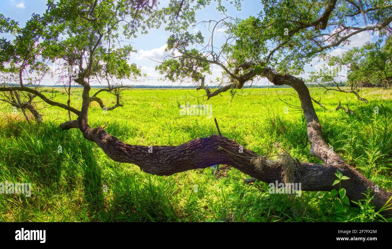 Chêne vivant surplombant un champ vert dans l'État de la rivière Myakka Parc à Sarasota Floride États-Unis Banque D'Images