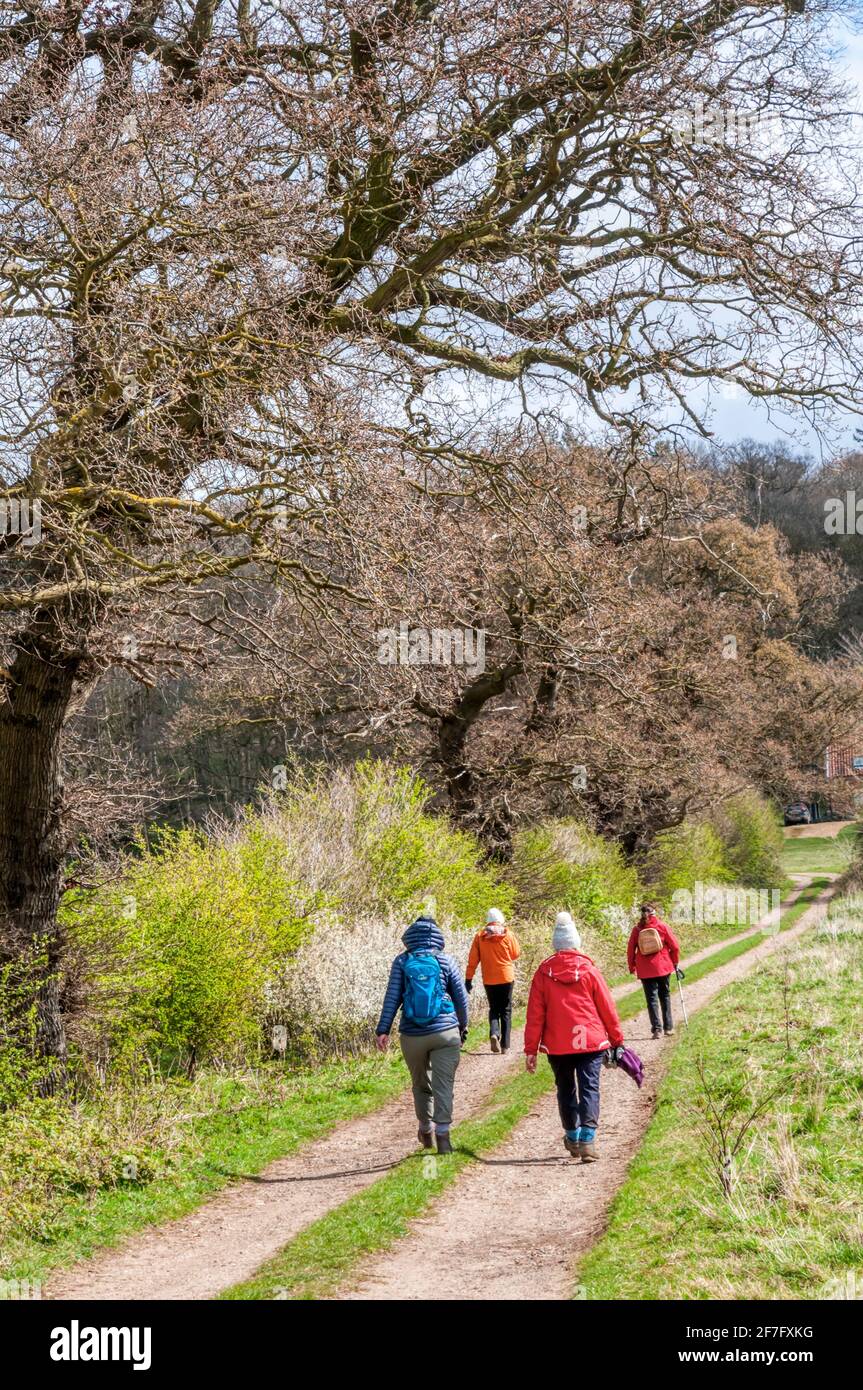 Les gens qui marchent sur une voie de campagne dans l'AONB de la côte de Norfolk. Partie de la promenade circulaire de Snettisham, marquée de la voie, le jour du printemps, en avril. Banque D'Images