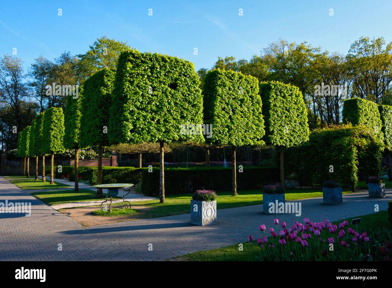 Arbres coupés dans le jardin fleuri de Keukenhof, pays-Bas Banque D'Images