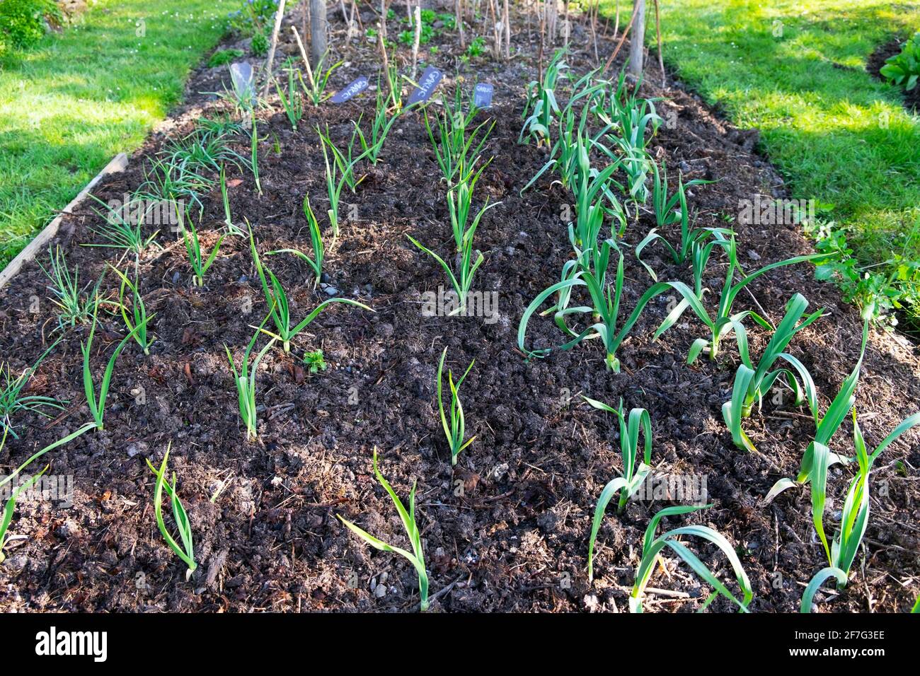 Ail, éléphant ail, oignons poussant dans un lit de légumes avec du compost paillis au printemps avril jardin à Carmarthenshire West Wales UK KATHY DEWITT Banque D'Images