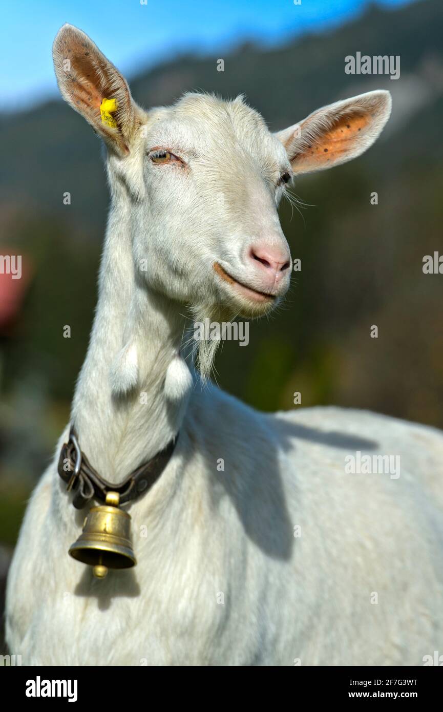 Chèvre Saanen non-corné avec cloche, Saanen, Obersimmental-Saanen, canton de Berne, Suisse Banque D'Images