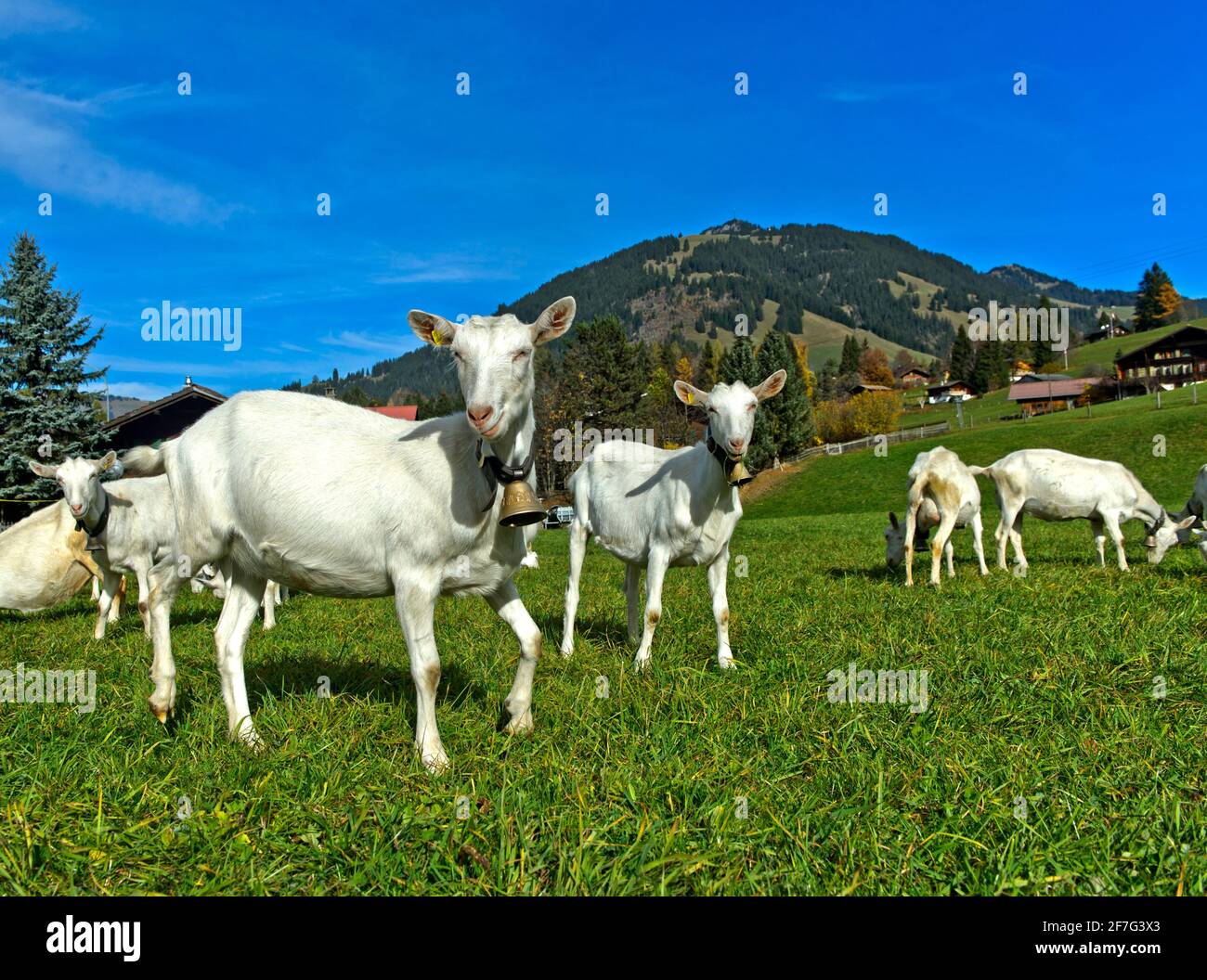 Troupeau de chèvres blanches de Saanen, Saanen, Obersimmental-Saanen, canton de Berne, Suisse Banque D'Images