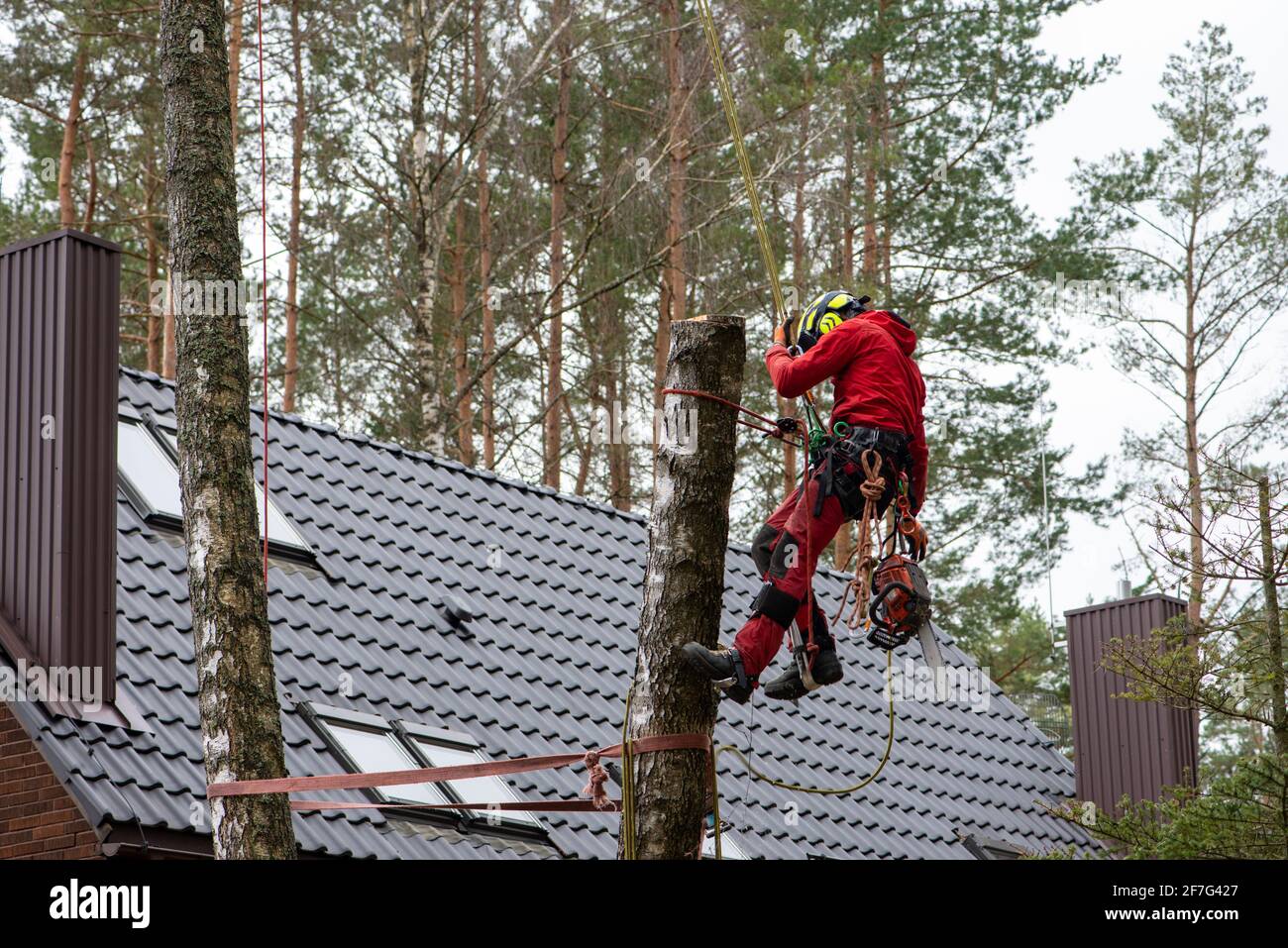 Arboriste coupant des branches avec une tronçonneuse. Le travailleur avec un casque travaillant en hauteur. Chirurgie de l'arbre. Banque D'Images
