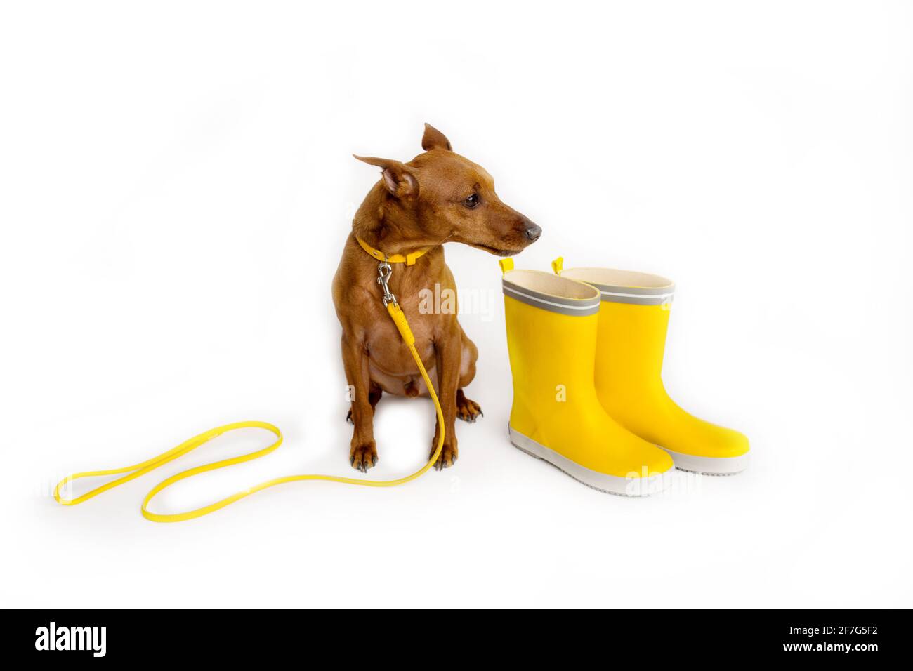 Broche miniature marron avec laisse jaune. Bottes jaunes de maître. Le chien attend que le propriétaire marche. Banque D'Images