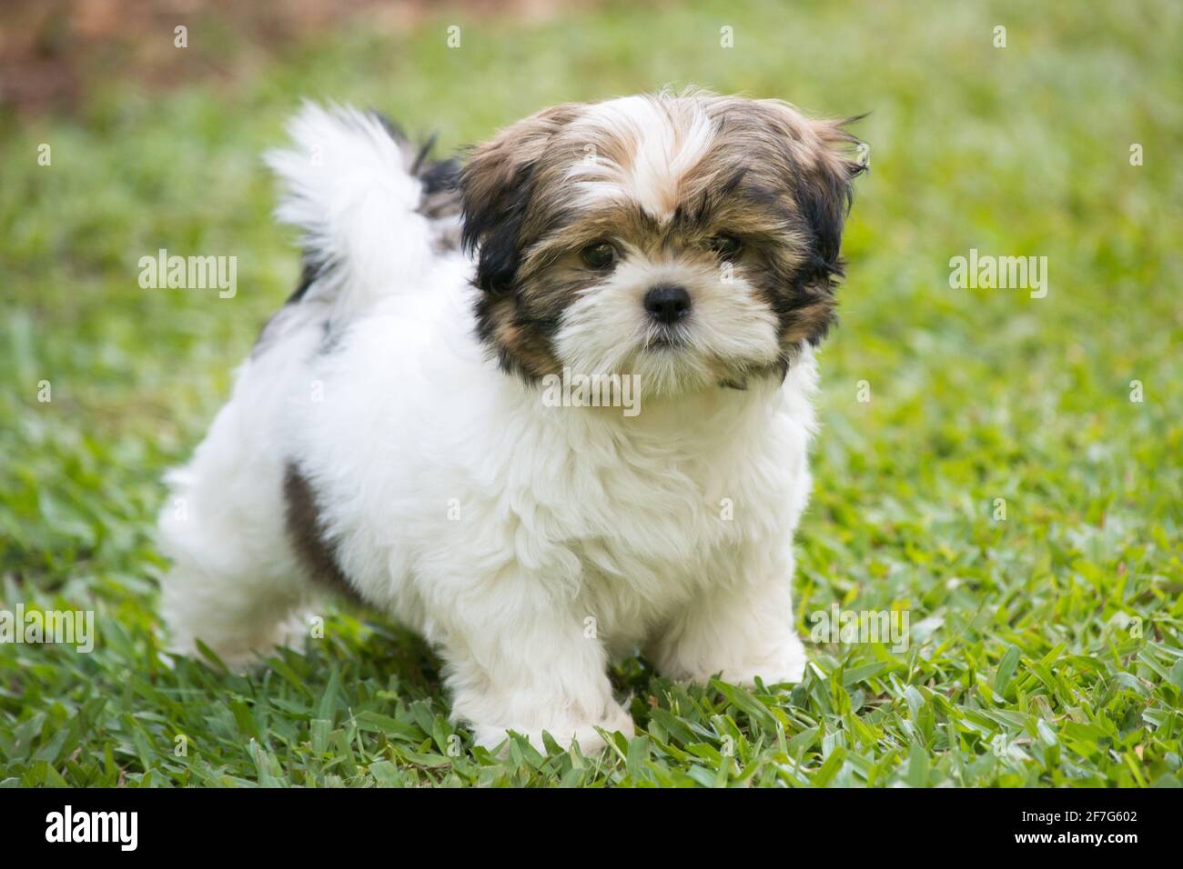 Joli et beau blanc et brun bébé shih tzu Photo Stock - Alamy
