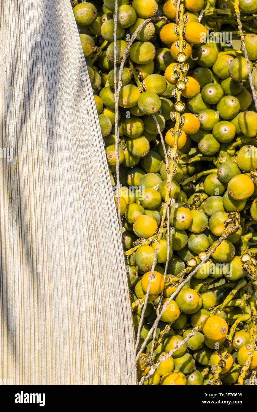 Bouquet de noix de coco jaunes et vertes Banque D'Images