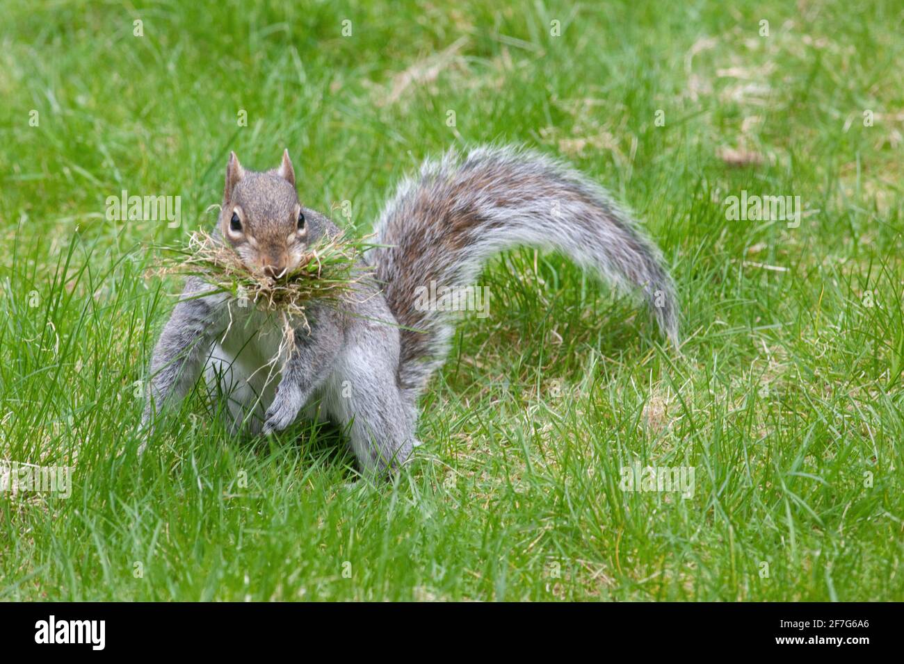 Météo au Royaume-Uni, le 7 avril 2021 : alors que le Royaume-Uni subit une autre pression froide, un écureuil gris rassemble de la mousse et de l'herbe d'une pelouse à Clapham pour l'aligner. Anna Watson/Alay Live News Banque D'Images