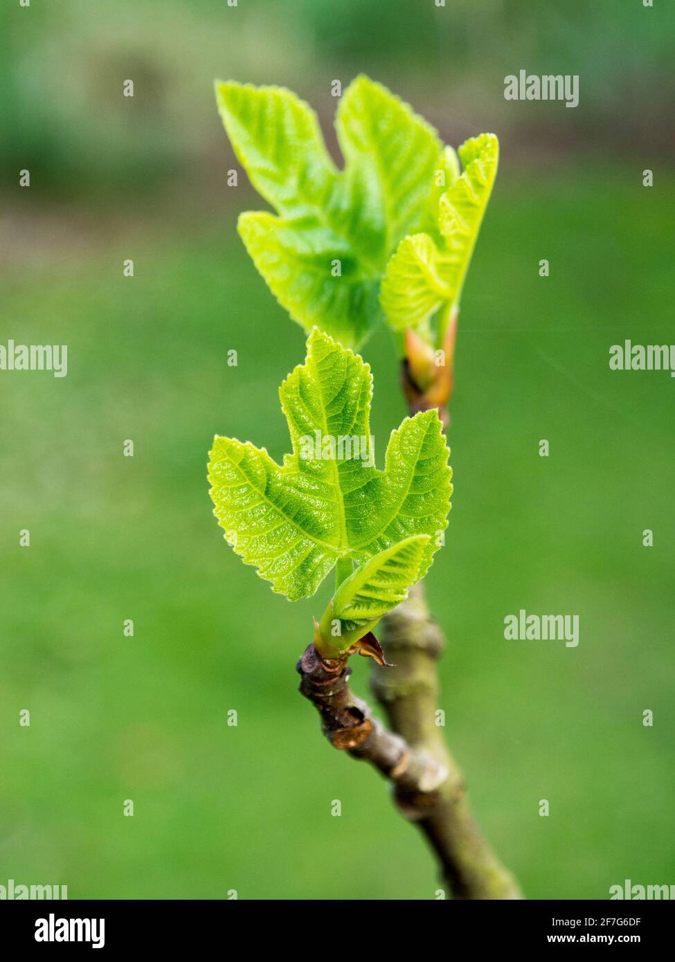 Gros plan sur de magnifiques feuilles vertes Banque D'Images