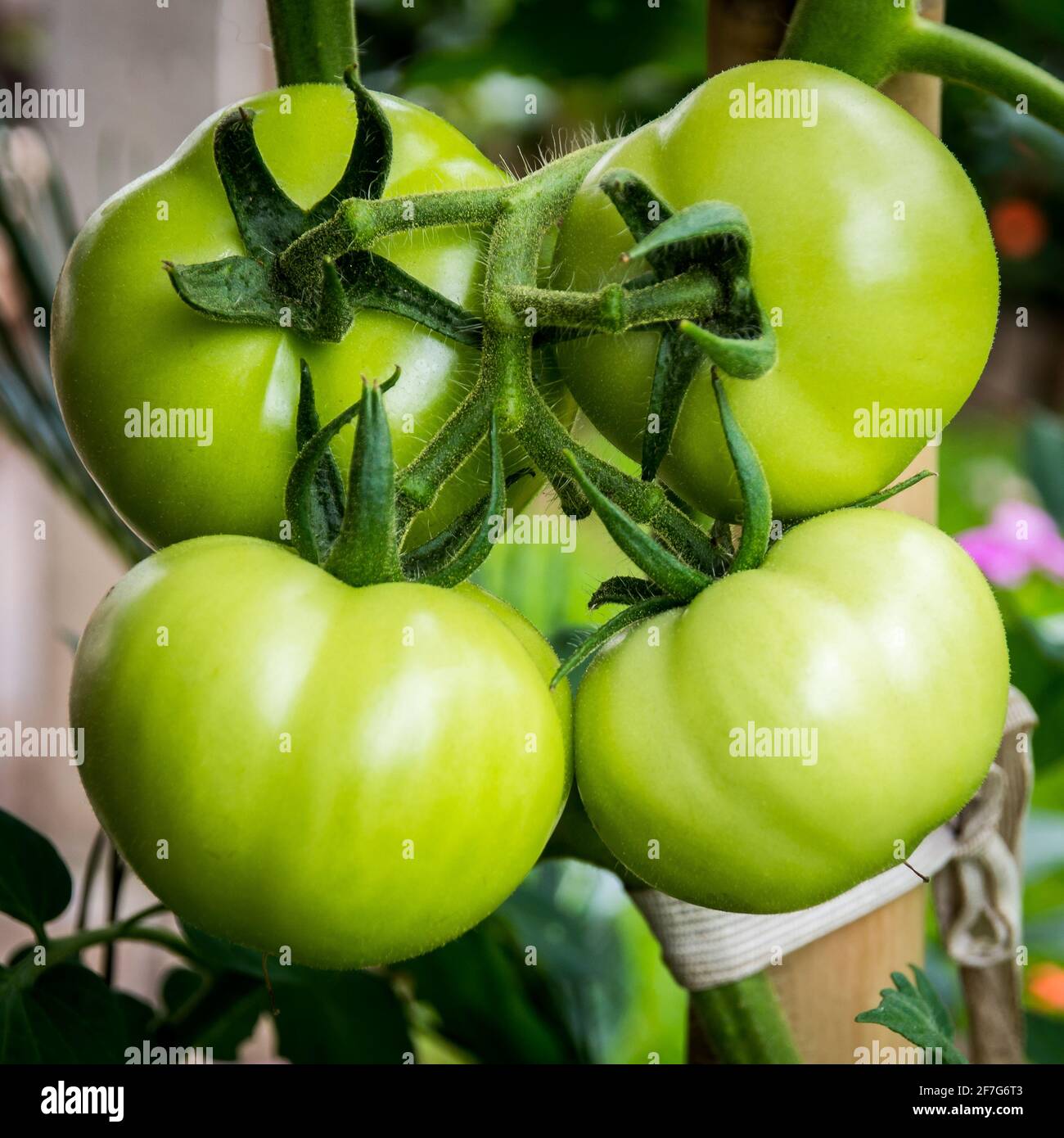 Tomates vertes à l'aspect délicieux Banque D'Images