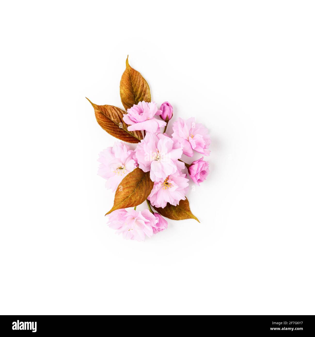 Fleur de cerisier. Composition créative avec fleurs de printemps sakura isolées sur fond blanc. Disposition de printemps. Concept de vacances. Plat, haut v Banque D'Images