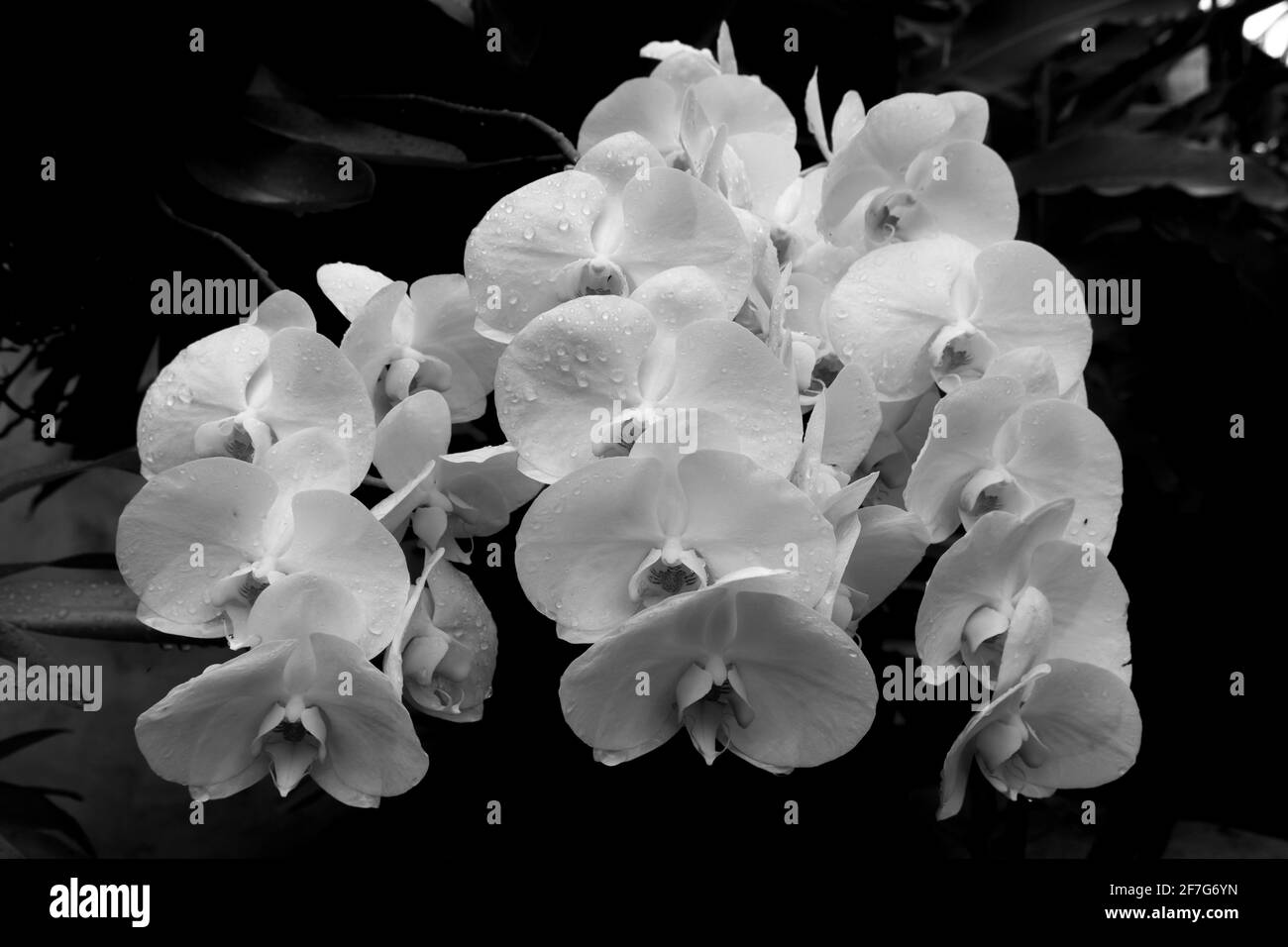 Belle orchidée noire et blanche Banque D'Images