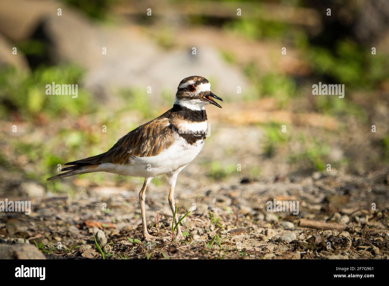 Oiseau de Killdeer près du rivage le long du fleuve Saint-Laurent Banque D'Images