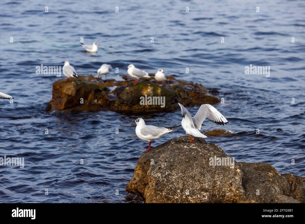 Les mouettes s'assoient sur une côte rocheuse contre la mer. Le concept de la conservation de la faune. Banque D'Images