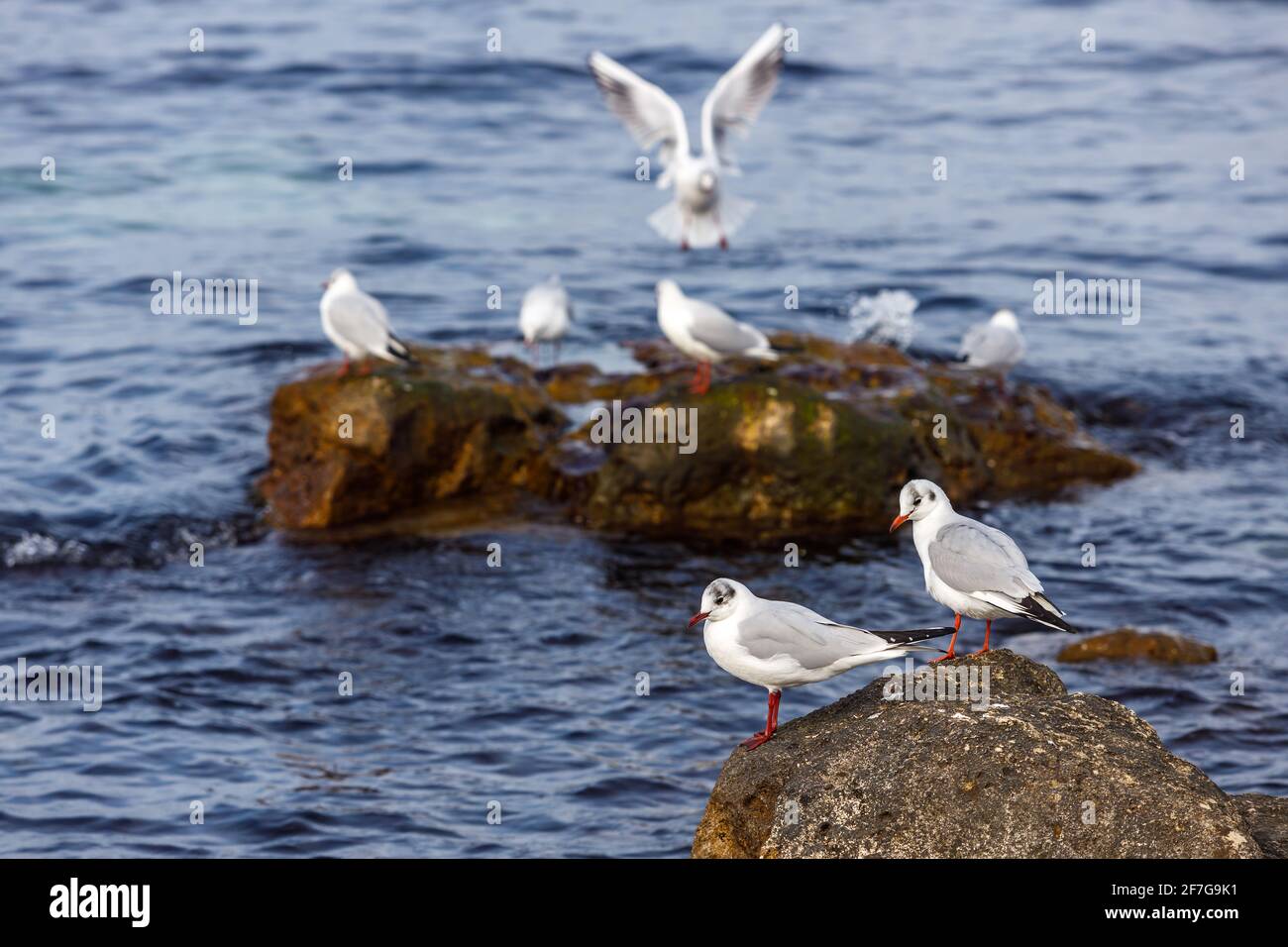 Les mouettes s'assoient sur une côte rocheuse contre la mer. Le concept de la conservation de la faune. Banque D'Images