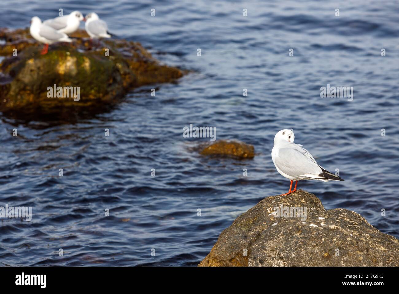 Les mouettes s'assoient sur une côte rocheuse contre la mer. Le concept de la conservation de la faune. Banque D'Images