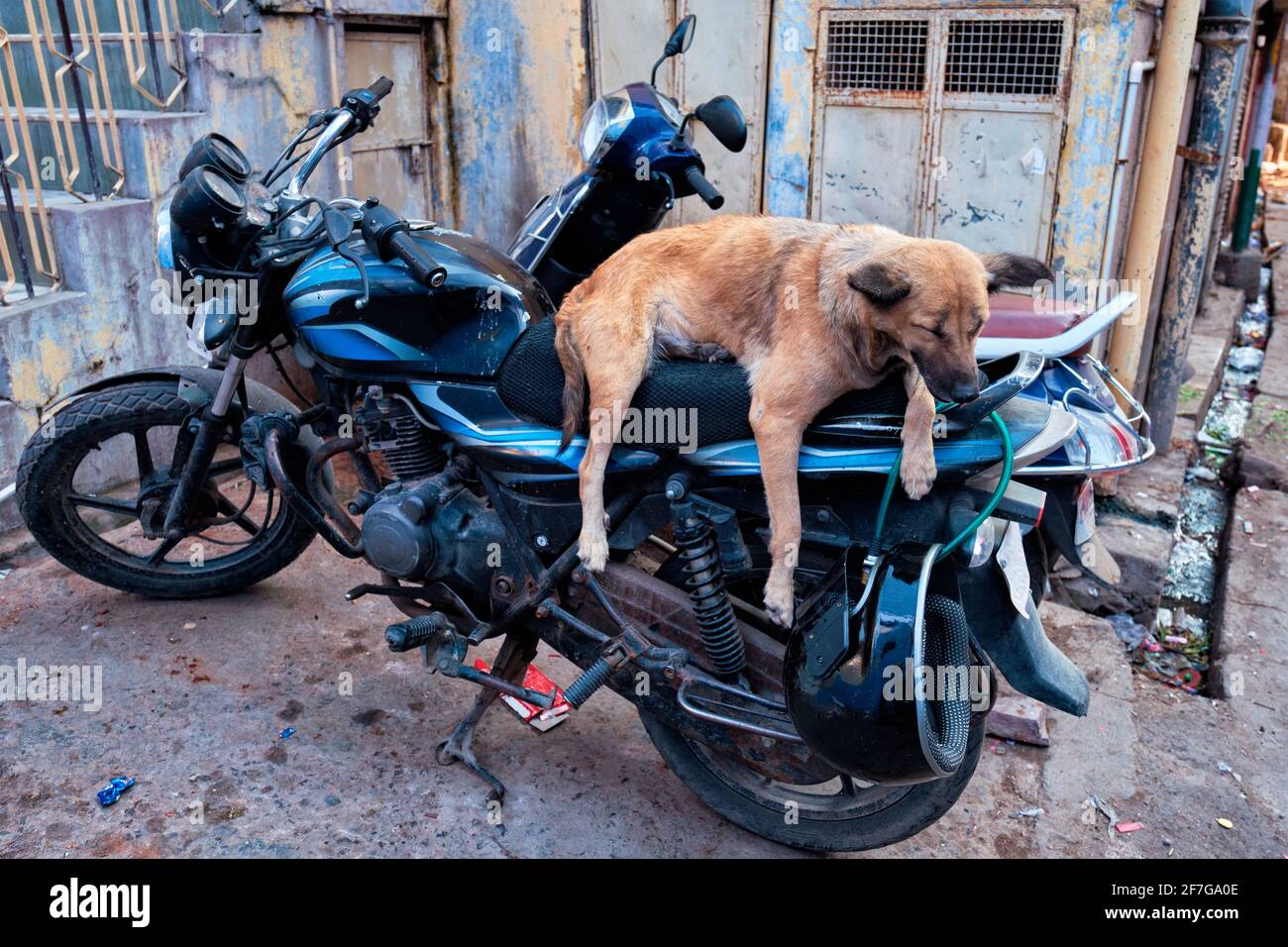 Chien dormant en moto dans la rue indienne Banque D'Images