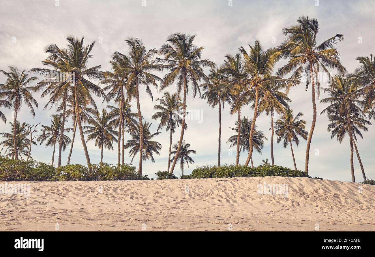 Plage tropicale avec palmiers à noix de coco au coucher du soleil, couleurs appliquées. Banque D'Images