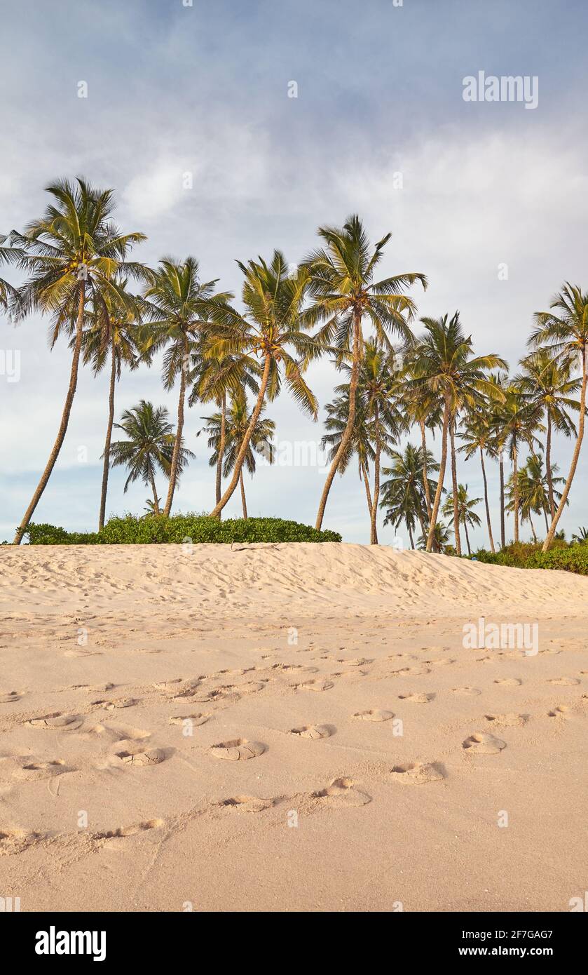 Plage tropicale avec palmiers à noix de coco au coucher du soleil. Banque D'Images