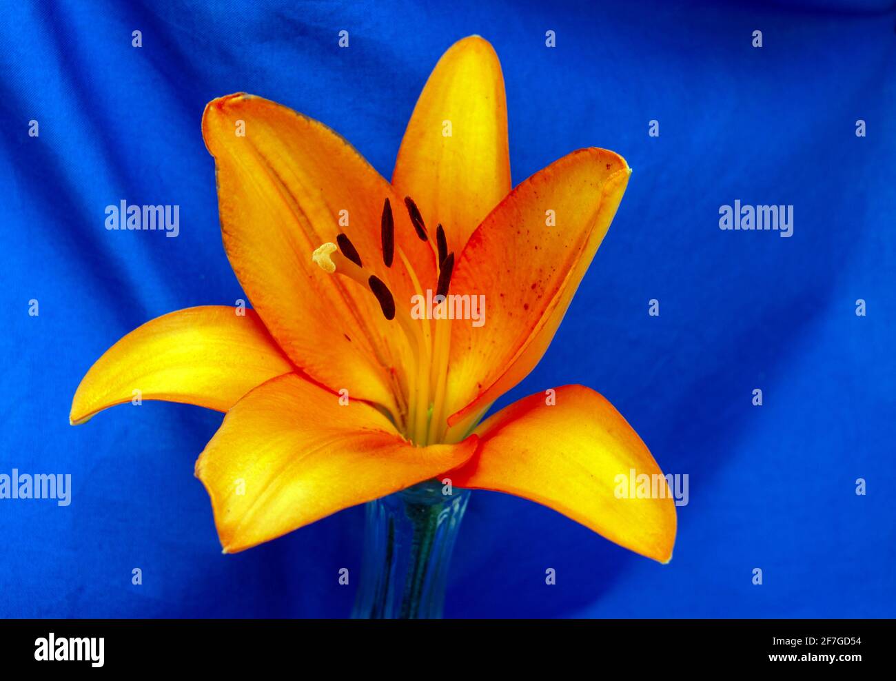 Une jolie photo macro d'un nénuphar orange sur un fond bleu légèrement défoqué fait un joli portrait avec beaucoup d'espace de copie. Banque D'Images