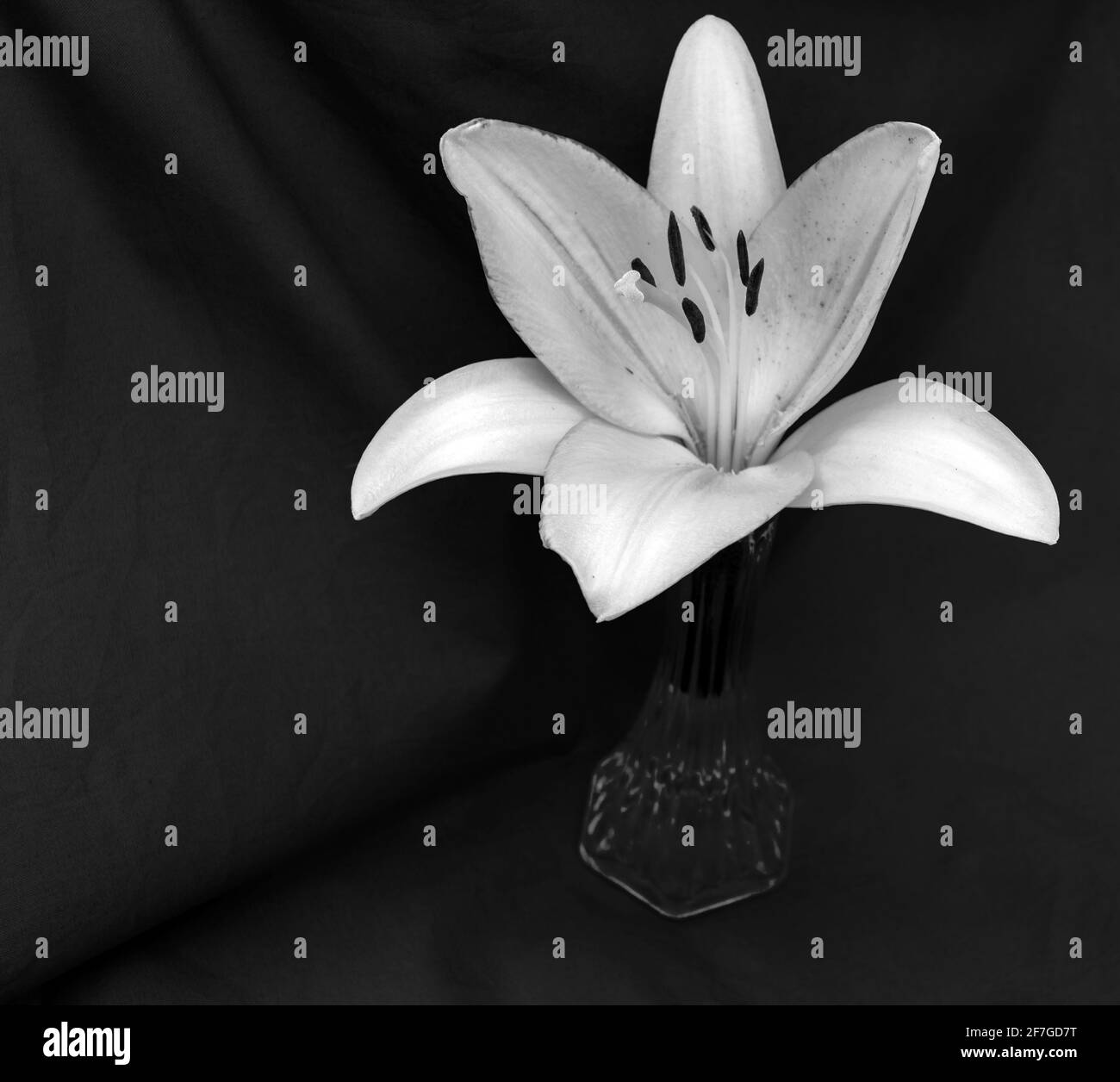 Un portrait noir et blanc attrayant d'un nénuphar dans un vase en verre. Un contraste magnifique et un espace de copie important. Léger effet bokeh. Banque D'Images