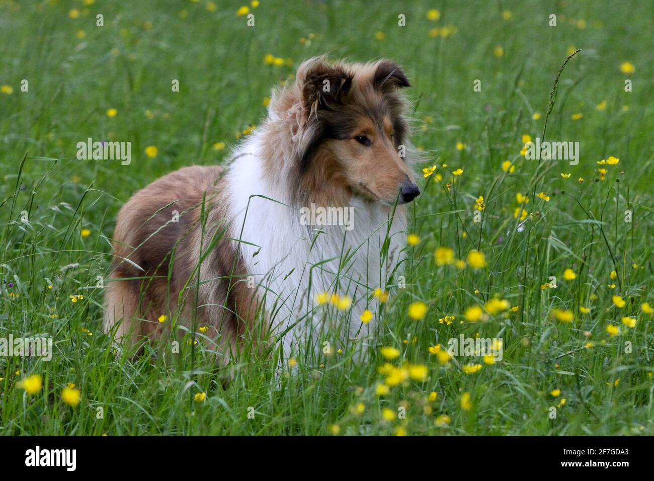 Sheltie en gobelets Banque D'Images