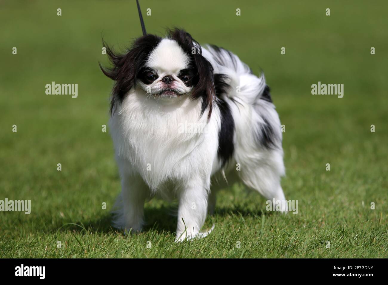 Le chin japonais sur l'herbe Banque D'Images