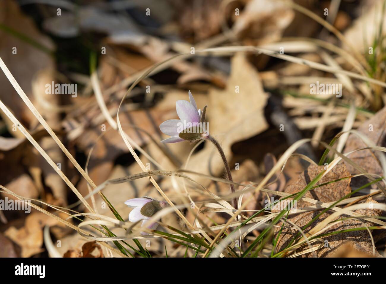 Fleurs Hepatica à lobes ronds au printemps Banque D'Images