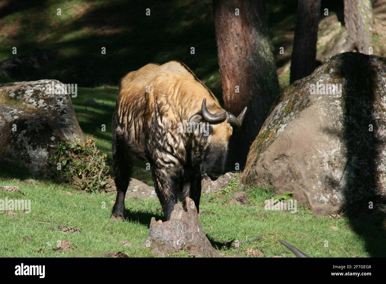 Takin animaux sauvages endémiques menacés royaume bhoutan himalaya rare races animaux animaux faune cornes chèvres fourrure naturellement à l'extérieur yak Banque D'Images