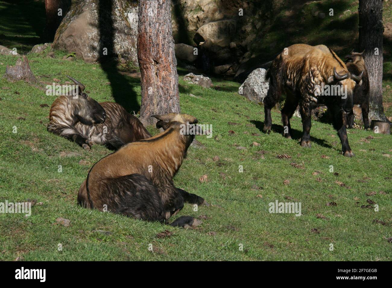 Takin animaux sauvages endémiques menacés royaume bhoutan himalaya rare races animaux animaux faune cornes chèvres fourrure naturellement à l'extérieur yak Banque D'Images