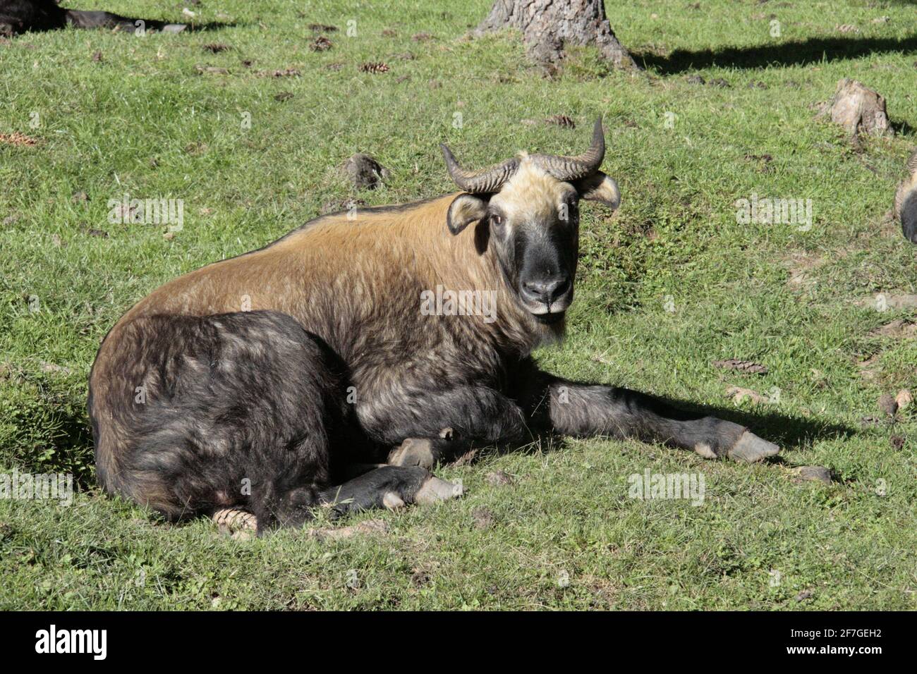 Takin animaux sauvages endémiques au royaume bhoutan himalaya races rares espèces animales faune cornes chèvres fourrure naturellement à l'extérieur Banque D'Images