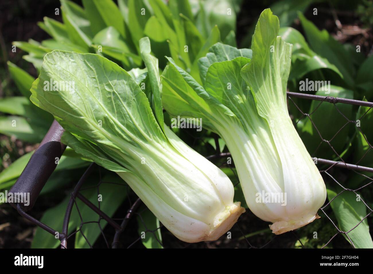 bok choy dans un champ d'ail sauvage Banque D'Images