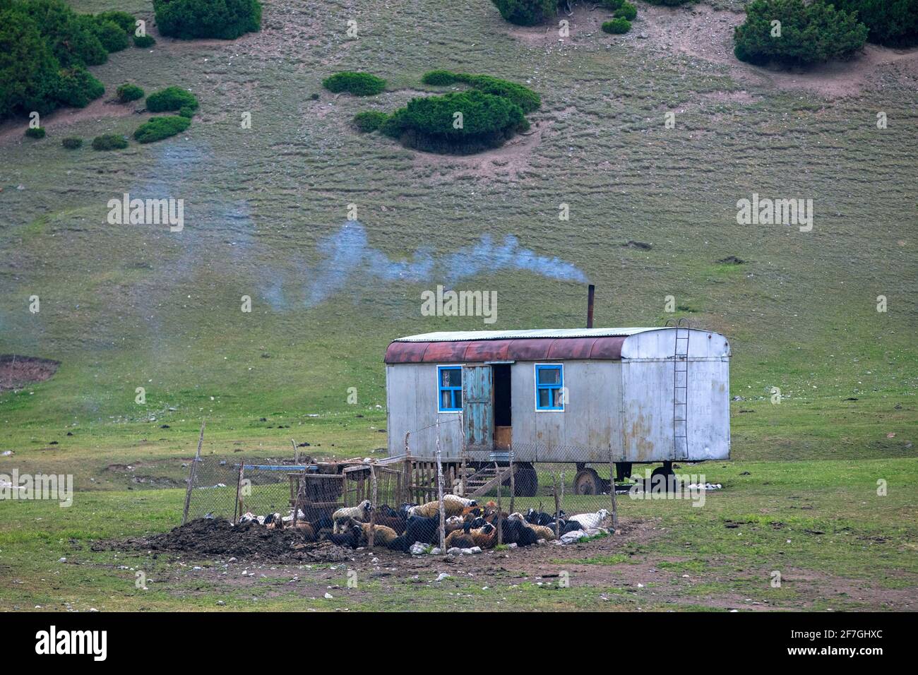 Mouflons et roulotte, maison nomade mobile près de Sary-Tash, dans la vallée d'Alay, dans la région d'Osh, au Kirghizistan Banque D'Images