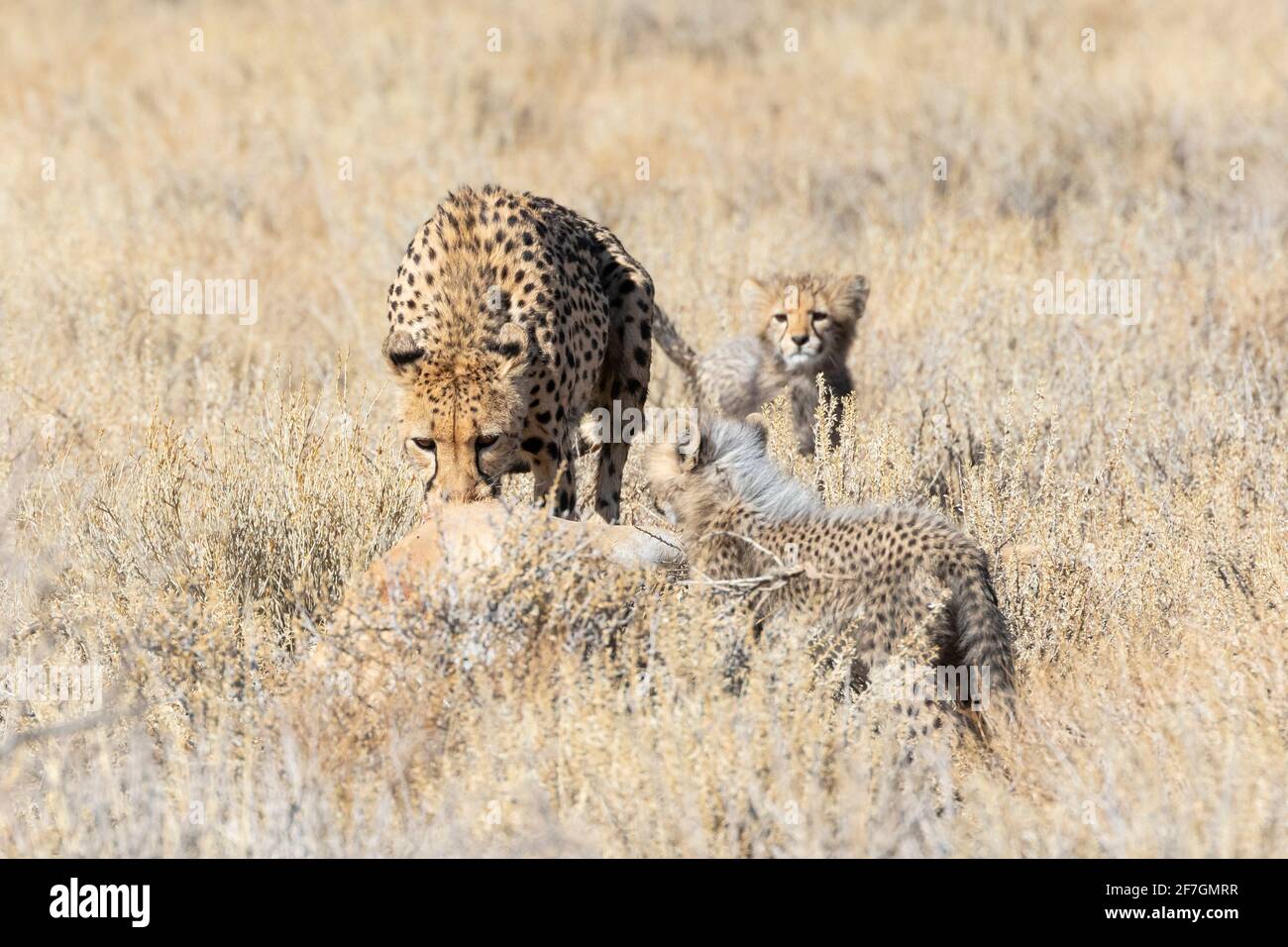 Cheetah (Acinonyx jubatus) Femme déplaçant un Springbok frais tuer hors de la prairie ouverte dans la couverture surveillée par des petits, Kalahari, Afrique du Sud Banque D'Images